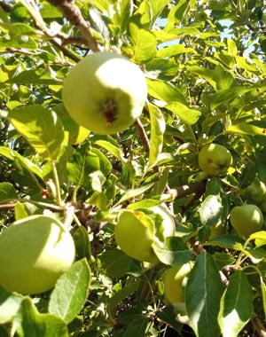 TARIM VE ORMAN BAKANLIĞI DİJİTAL TARIM PAZARI DİTAP